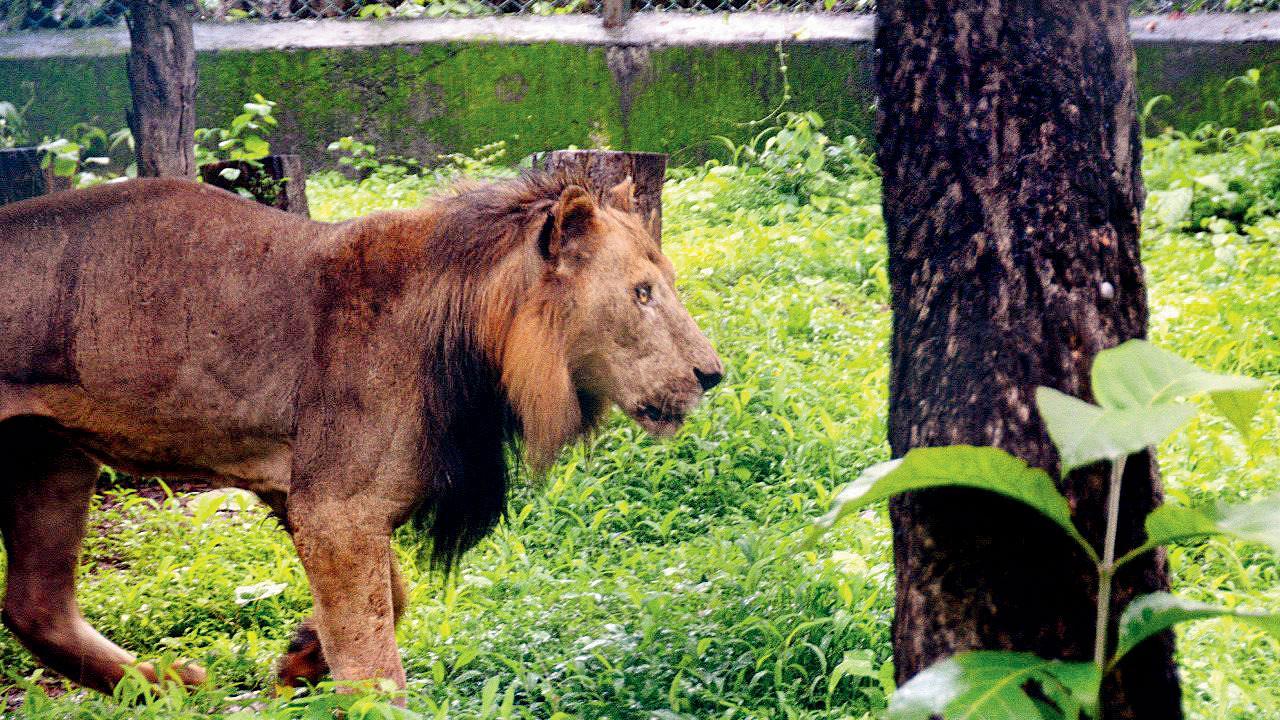 Mumbai: In a month, Sanjay Gandhi National Park to get two lions from  Gujarat