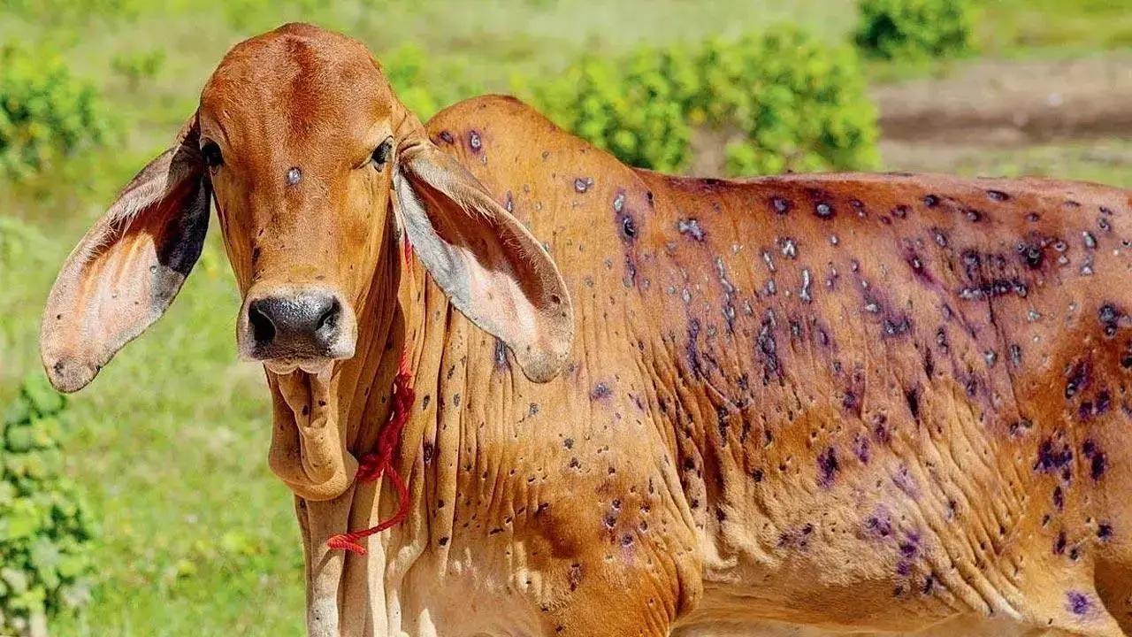 Lumpy skin disease: Suspected case reported in Khar