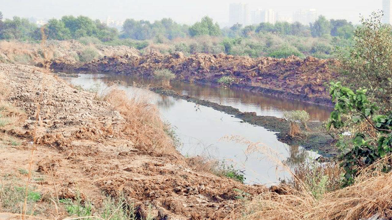 ‘Who is responsible for Navi Mumbai’s mangroves?’