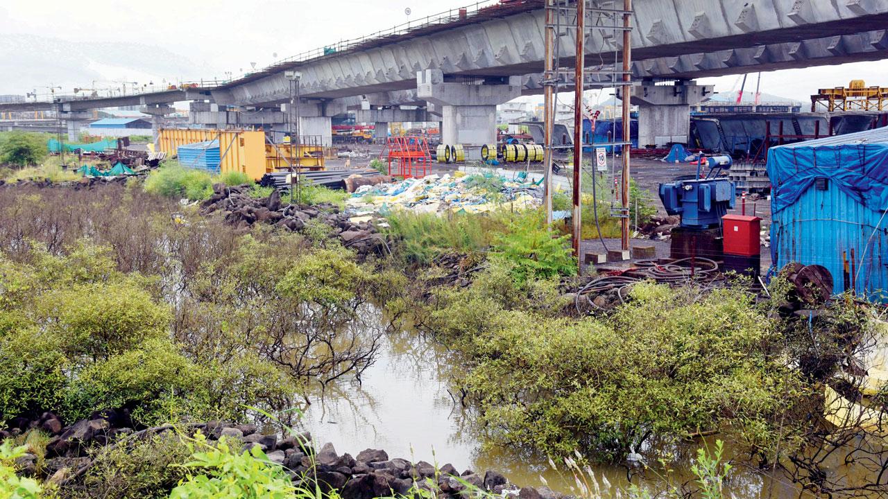 Mangroves visible on both sides of the Mumbai Trans Harbour Sea Link (MTHL), towards Nhava Sheva end at Chirner, Ulwe. With construction work of MTHL nearly complete, local fishermen were hoping that debris would be removed from the site, so that natural tidal waters were allowed to come into the fishing area. That hasn’t happened yet, claim locals. PICS/SAMEER MARKANDE
