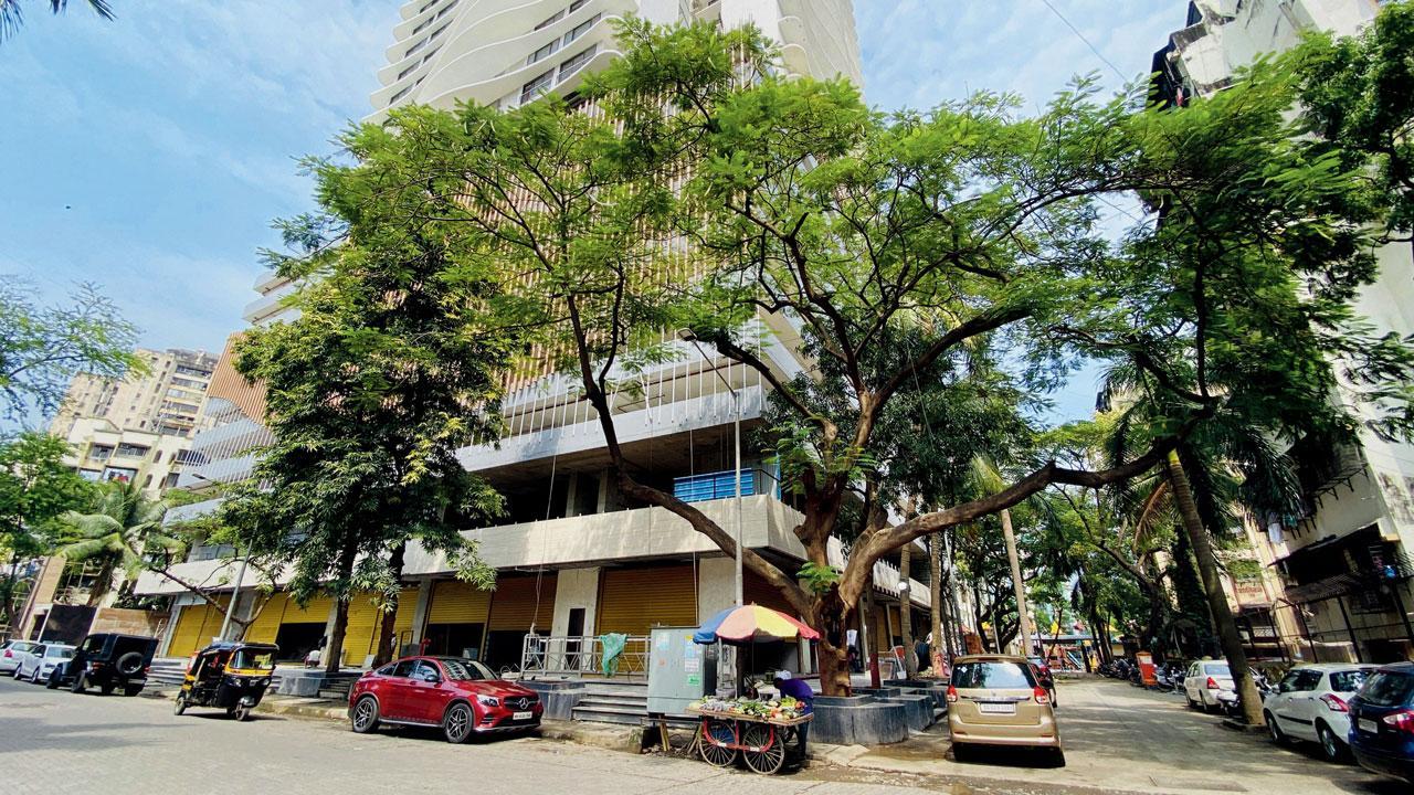 Mumbai: Nature lovers up in arms after healthy tree axed