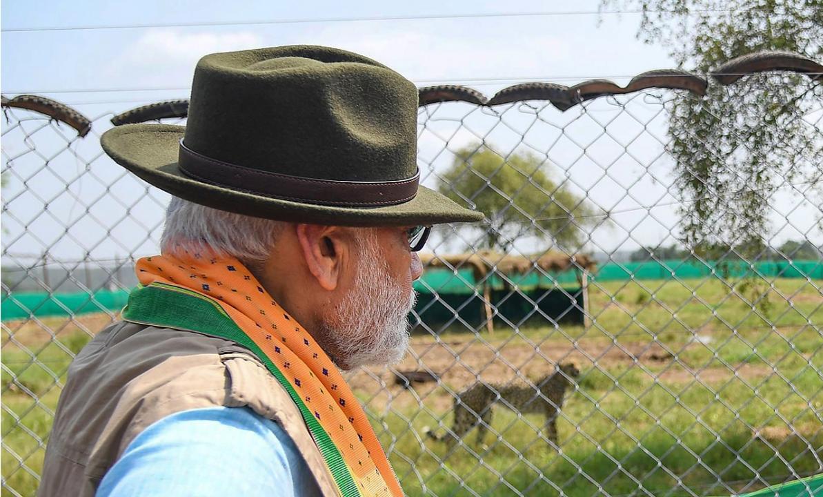 Congress slams PM Modi over his criticism of previous govts on Cheetah re-introduction