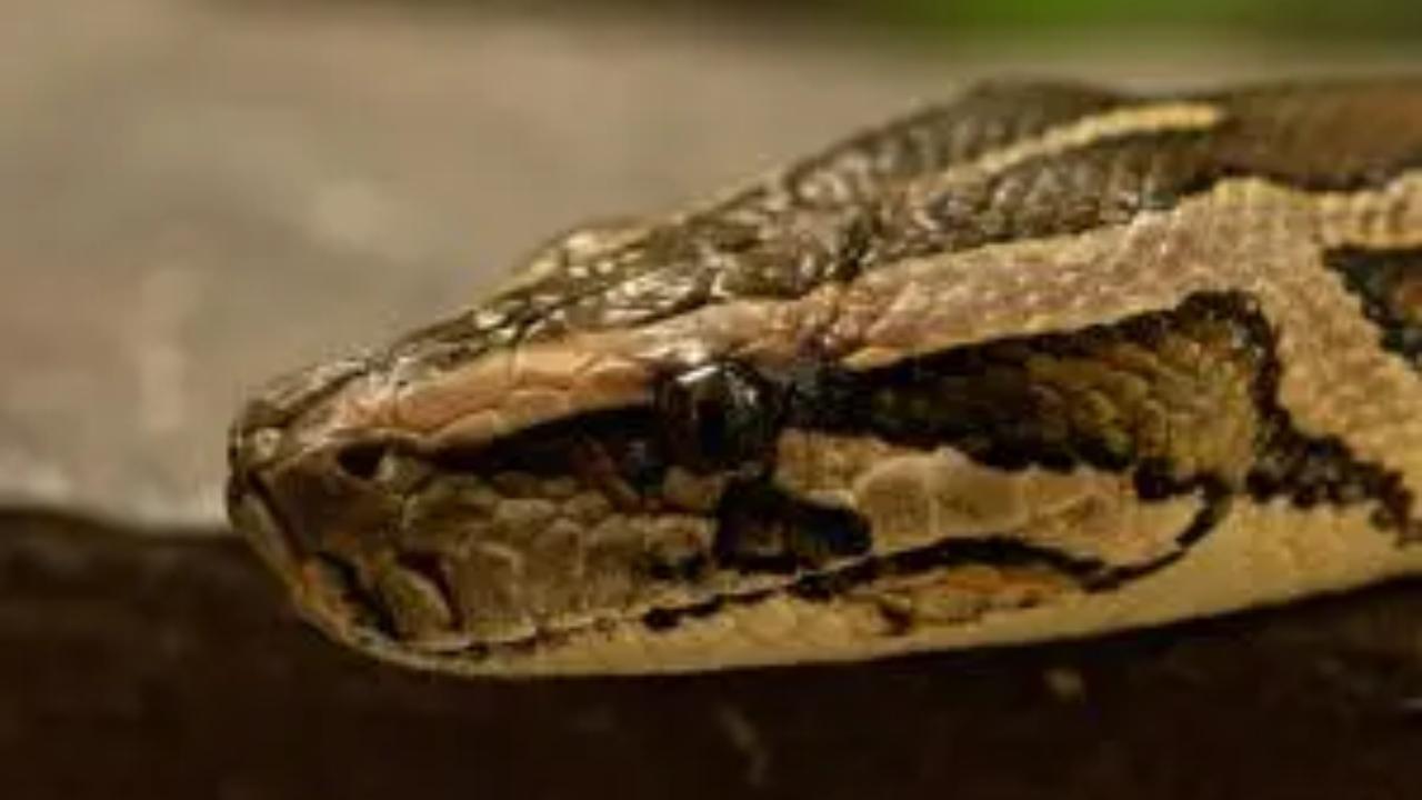 Maharashtra: Critically injured python rescued in Mumbai to undergo plastic surgery