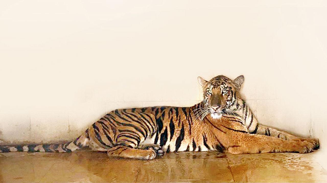 Mumbai: Good news! Sanjay Gandhi National Park set to welcome new cubs