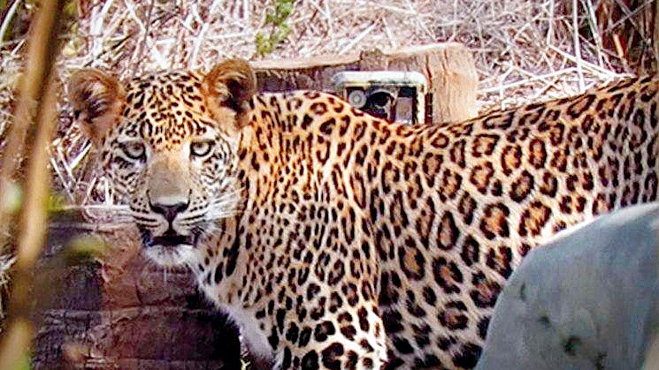 A still from The Leopard’s Tribe