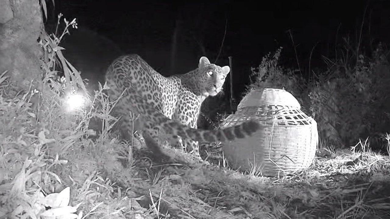 Maharashtra: Leopard cub found in Satara, reunited with mother