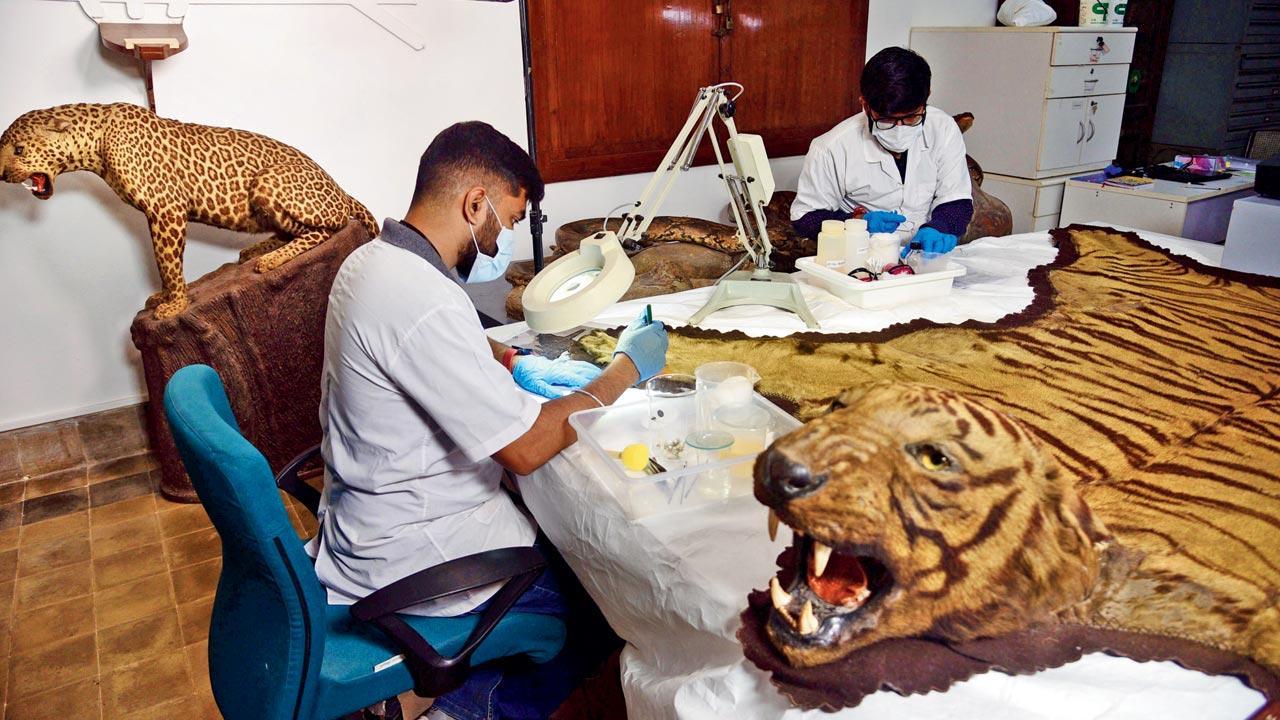 To keep a tiger: How students are learning to preserve specimens and turn it into a specialised skill