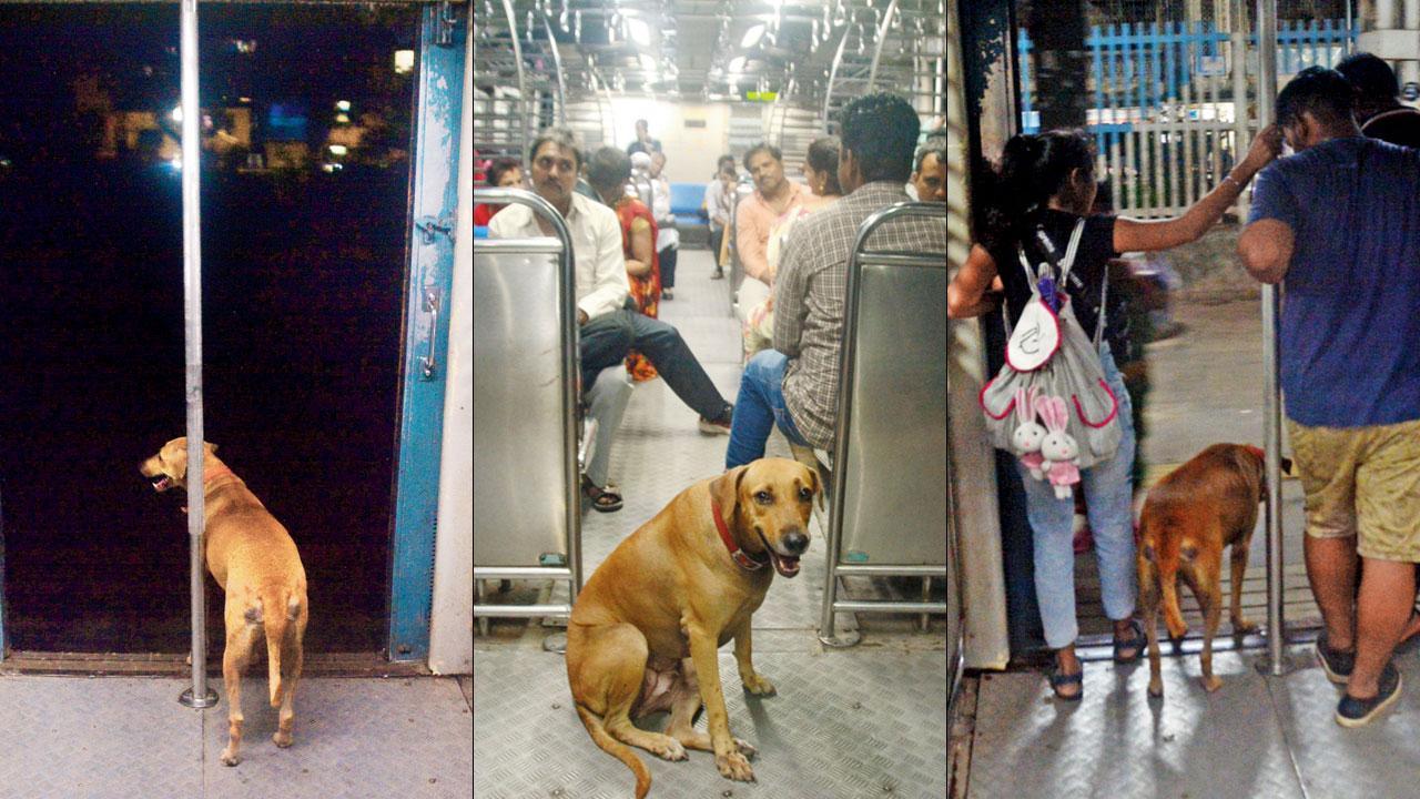Mumbai Diary: Wednesday Dossier