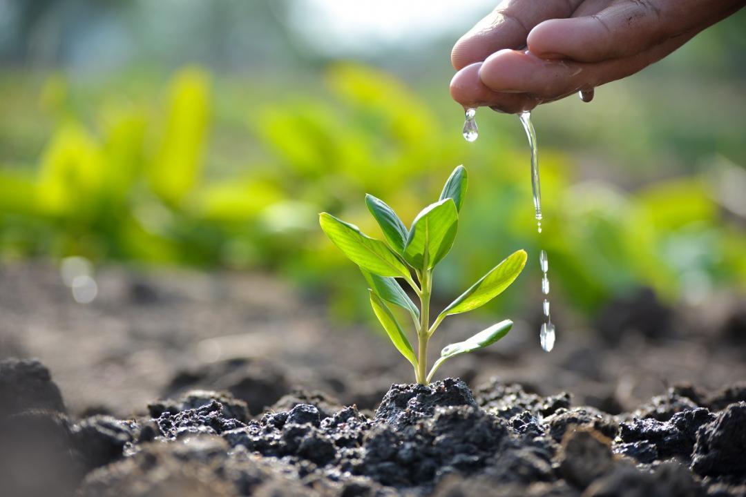 Delhi govt to launch second phase of plantation drive from Oct 15