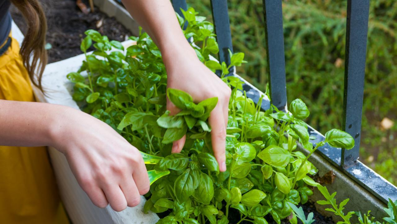Why you should consider growing your own vegetable garden at home