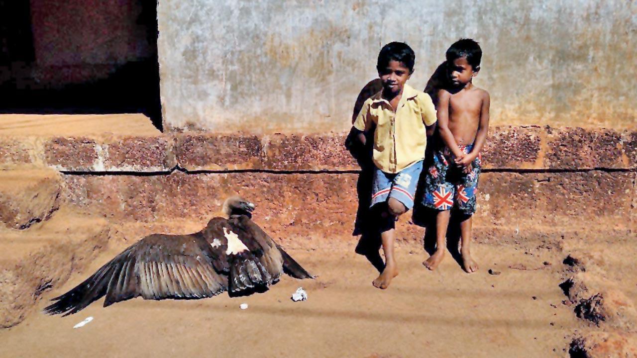 Why Raigad is losing its vultures