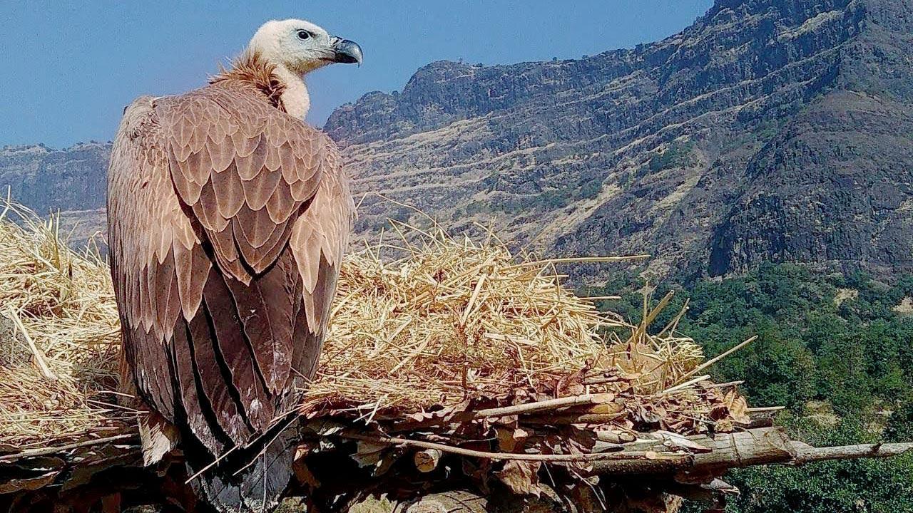 Raigad is home to two residential species, the Indian vulture that breeds on cliffs, and the white-rumped vulture that nests on  tall trees 