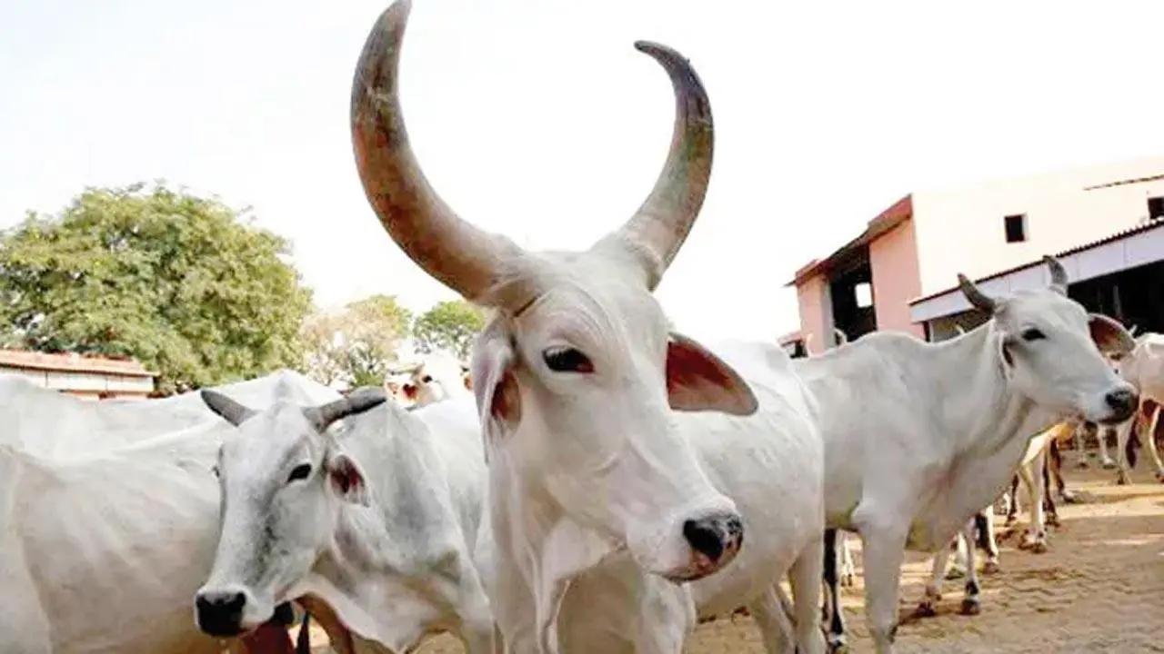 Maharashtra government declares state as 'controlled area' to prevent spread of Lumpy Skin Disease in cattle
