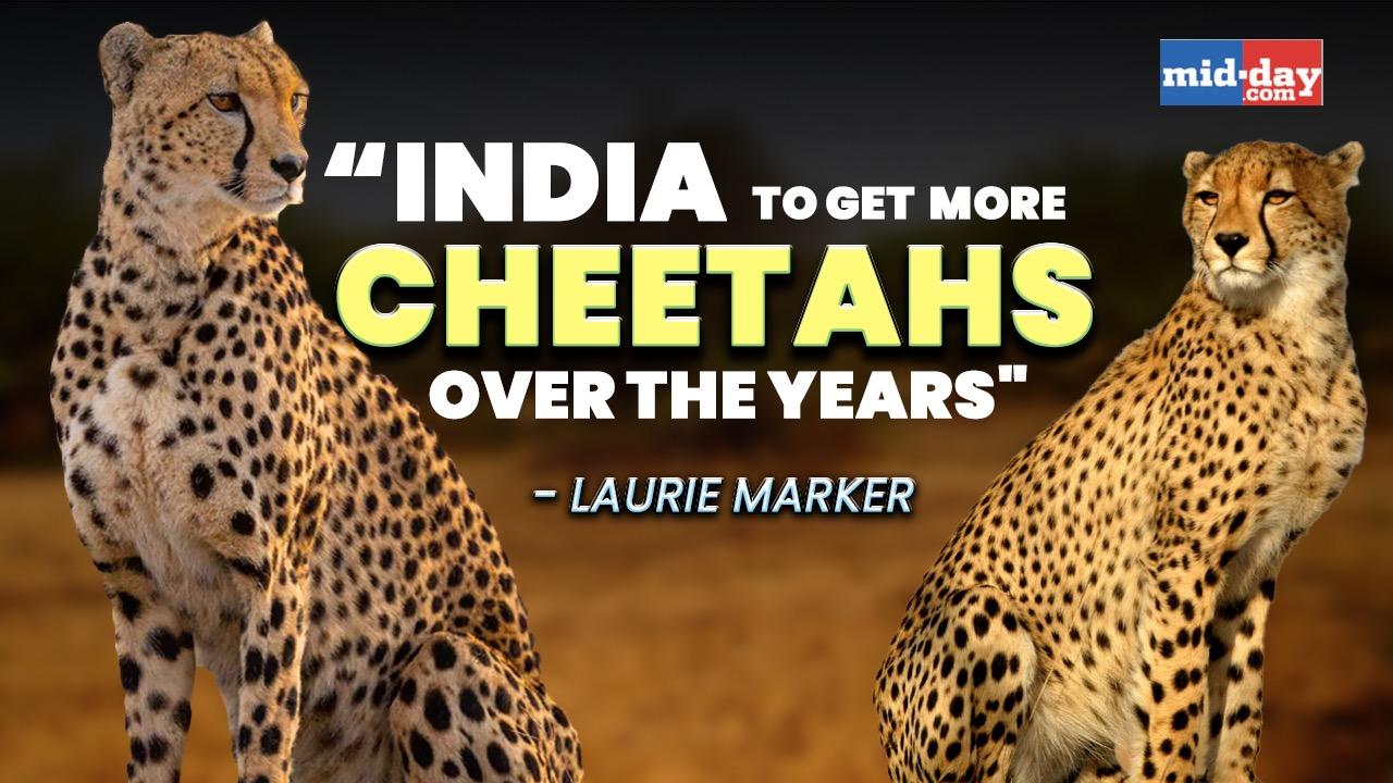 Namibia To Send More Cheetahs; India In Talks With South Africa Too