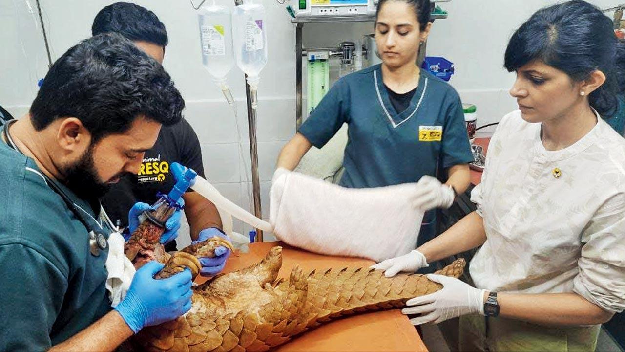 Maharashtra: Badly injured pangolin rescued, treated and released back into the wild