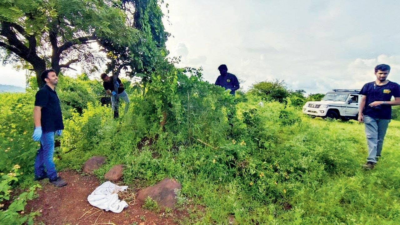 The fully recovered mammal was released into its natural habitat on Thursday. Pics/Maharashtra Forest Department 