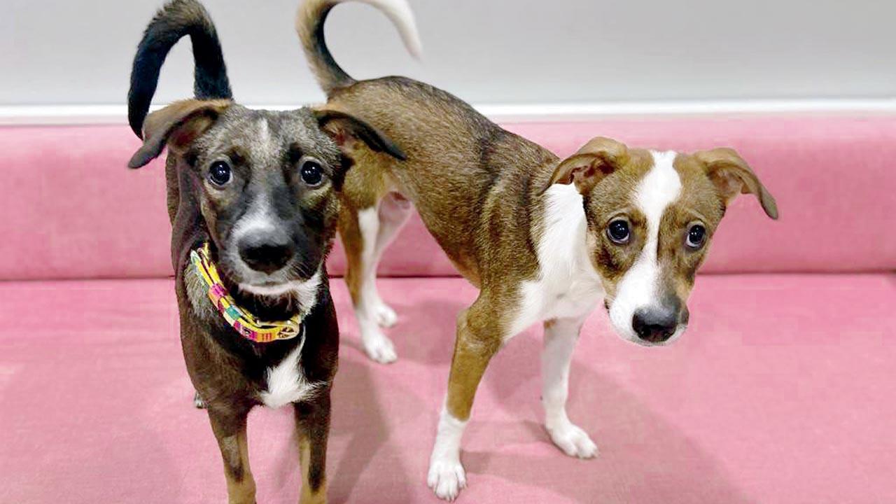  Live with their pets Sammy and Zoey