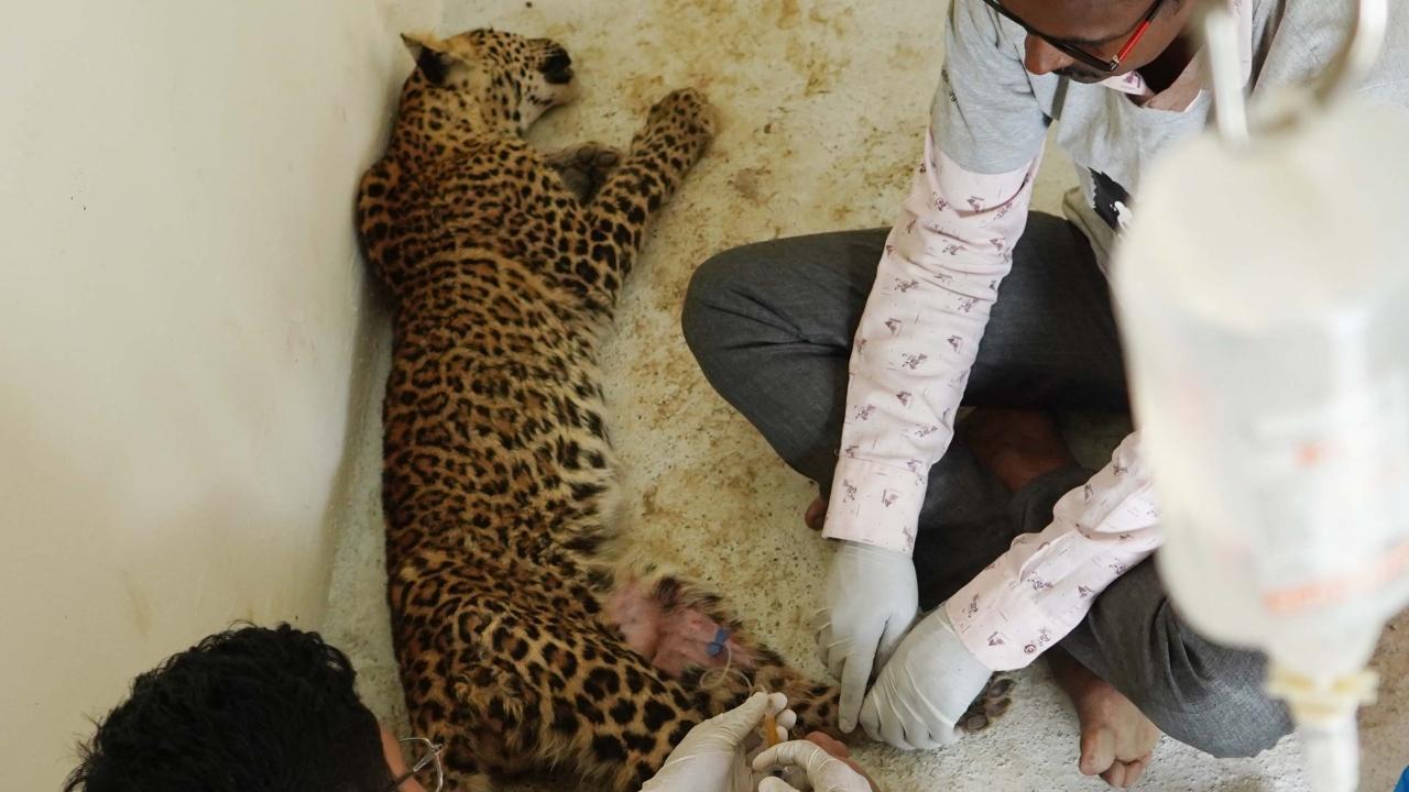 Maharashtra: Forest department, NGO save injured leopard cub