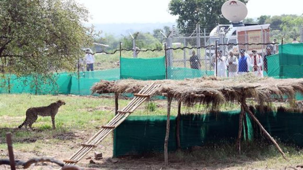 PM Modi released two cheetahs from enclosure number one and after that about 70 meters away, from the second enclosure released another cheetah