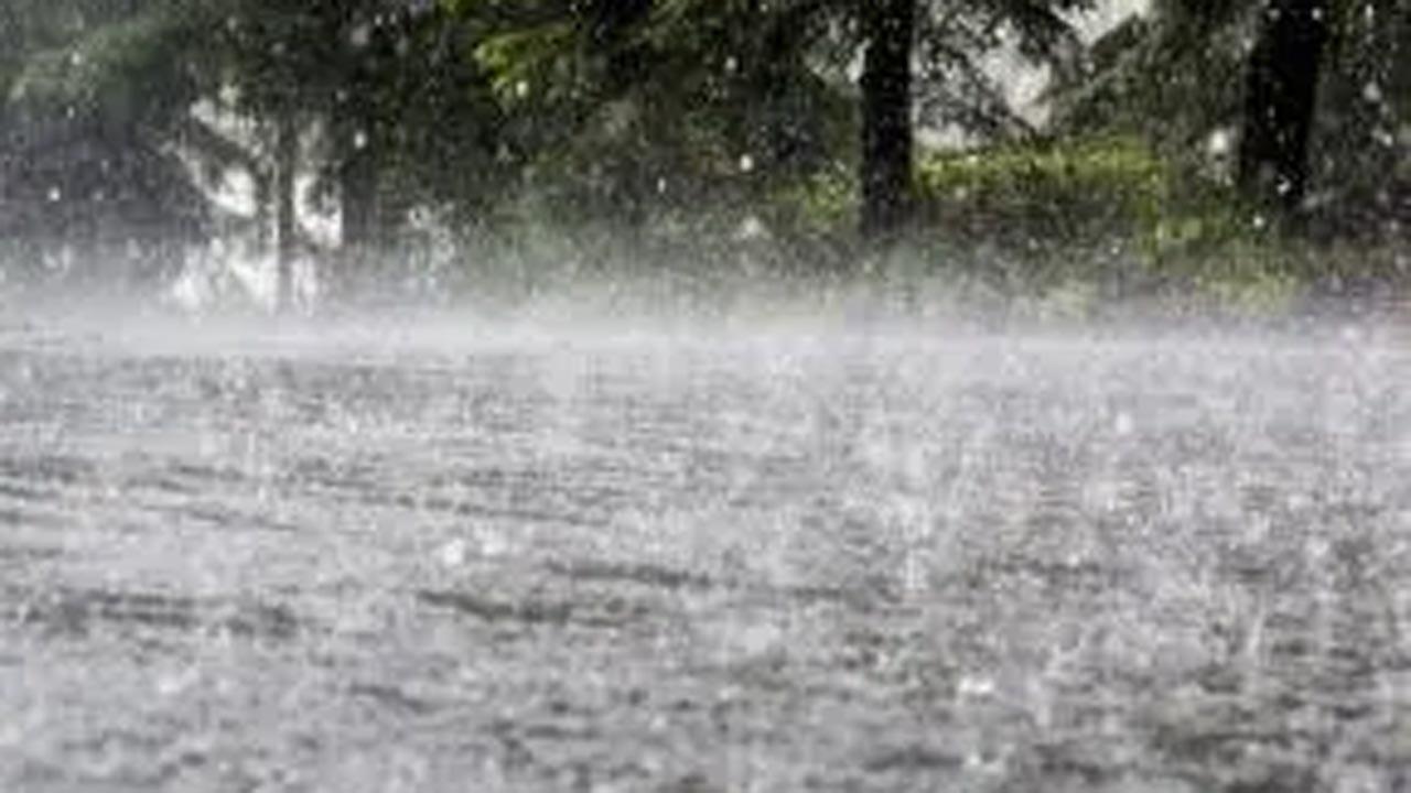 Mumbai: Intermittent rain leads to rise in dengue, lepto cases
