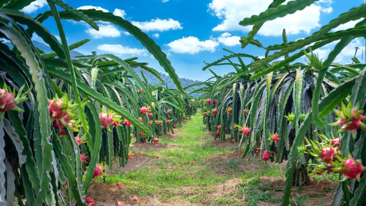 Computer science graduate opts farming in UP village; cashing in on dragon fruit cultivation