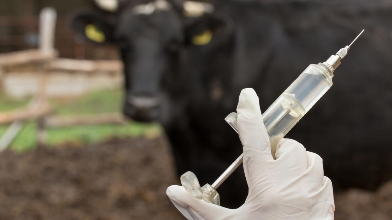 Maha districts asked to speed up vaccination of cattle to control spread of lumpy skin disease