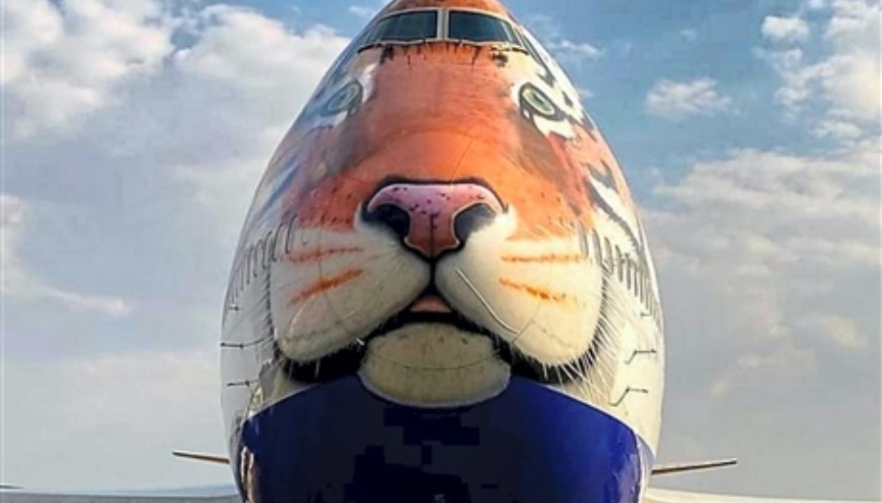 Plane carrying cheetahs from Namibia to land in MP's Gwalior instead of Jaipur on Saturday: Official