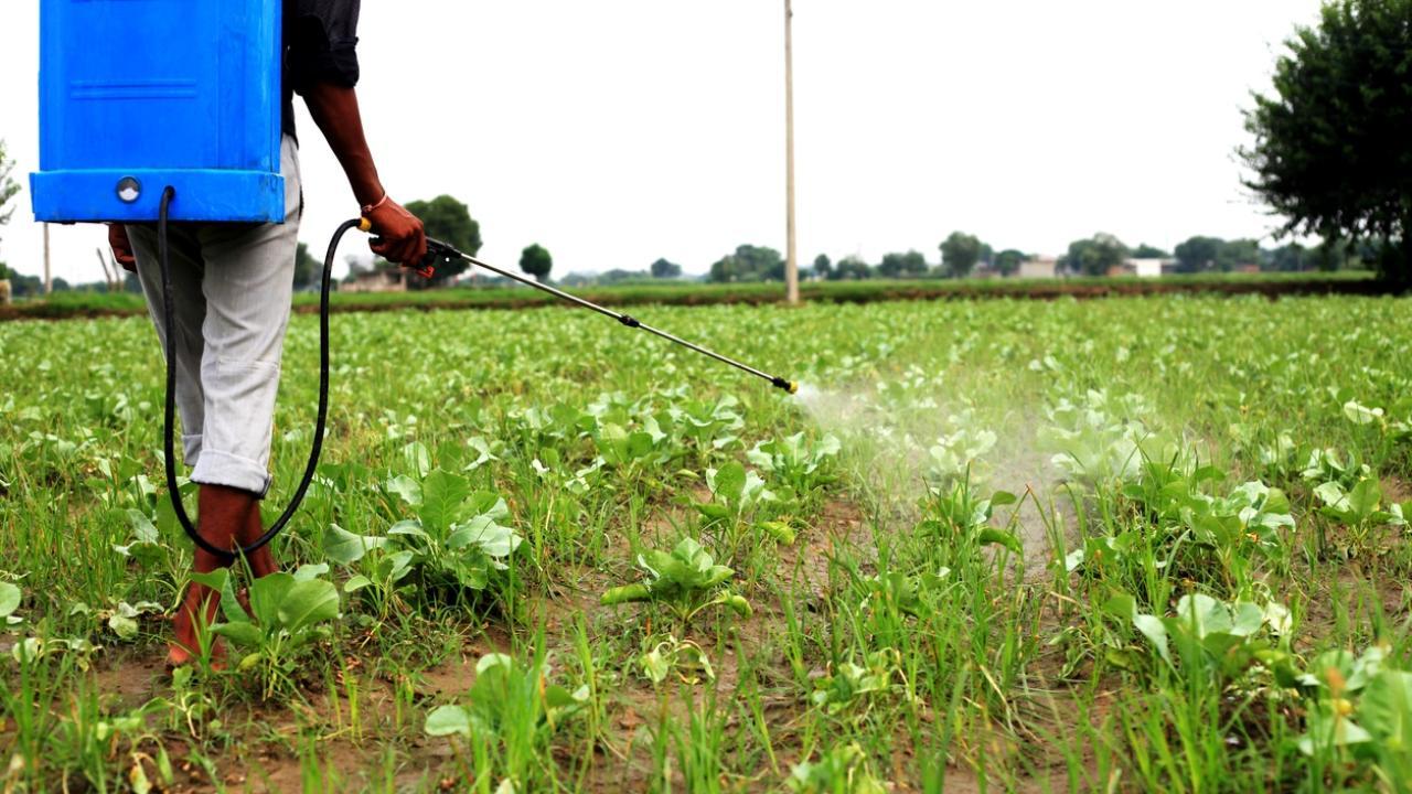 Maharashtra: Farmer dies hours after spraying insecticide on crop in Nagpur