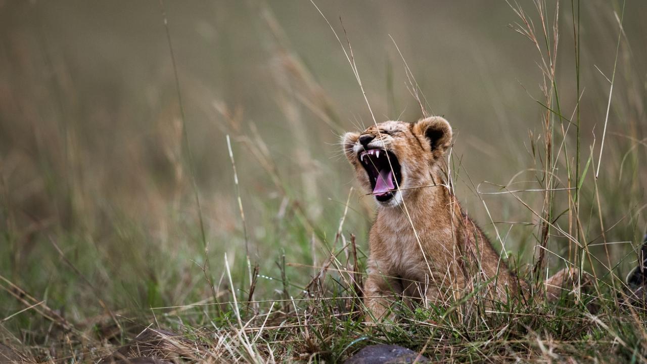 Lion cub dies after being hit by passenger train in Gujarat