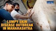 Lumpy Skin Disease: Are we staring at a milk drought in Maharashtra?