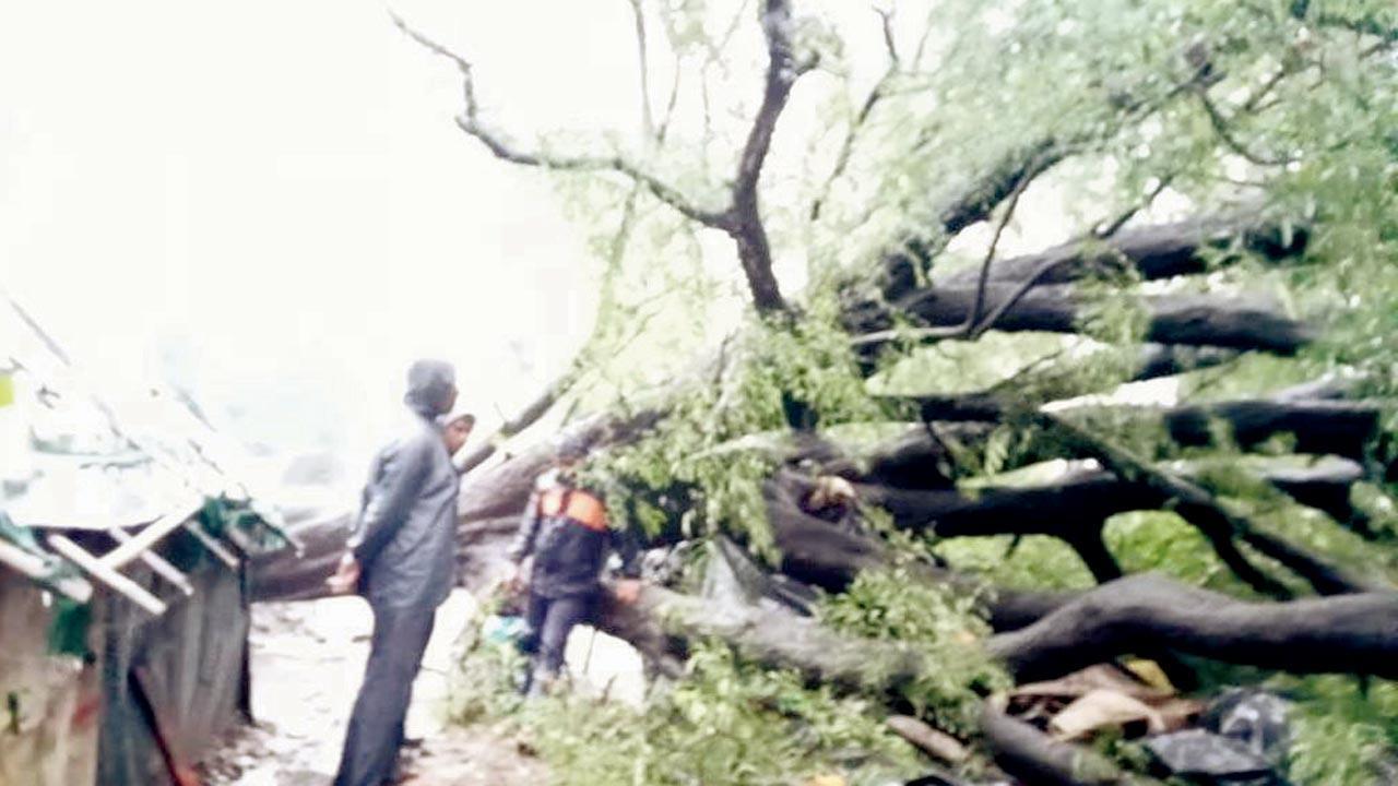 Bhayandar: Tree falls on hut, kills one at Uttan