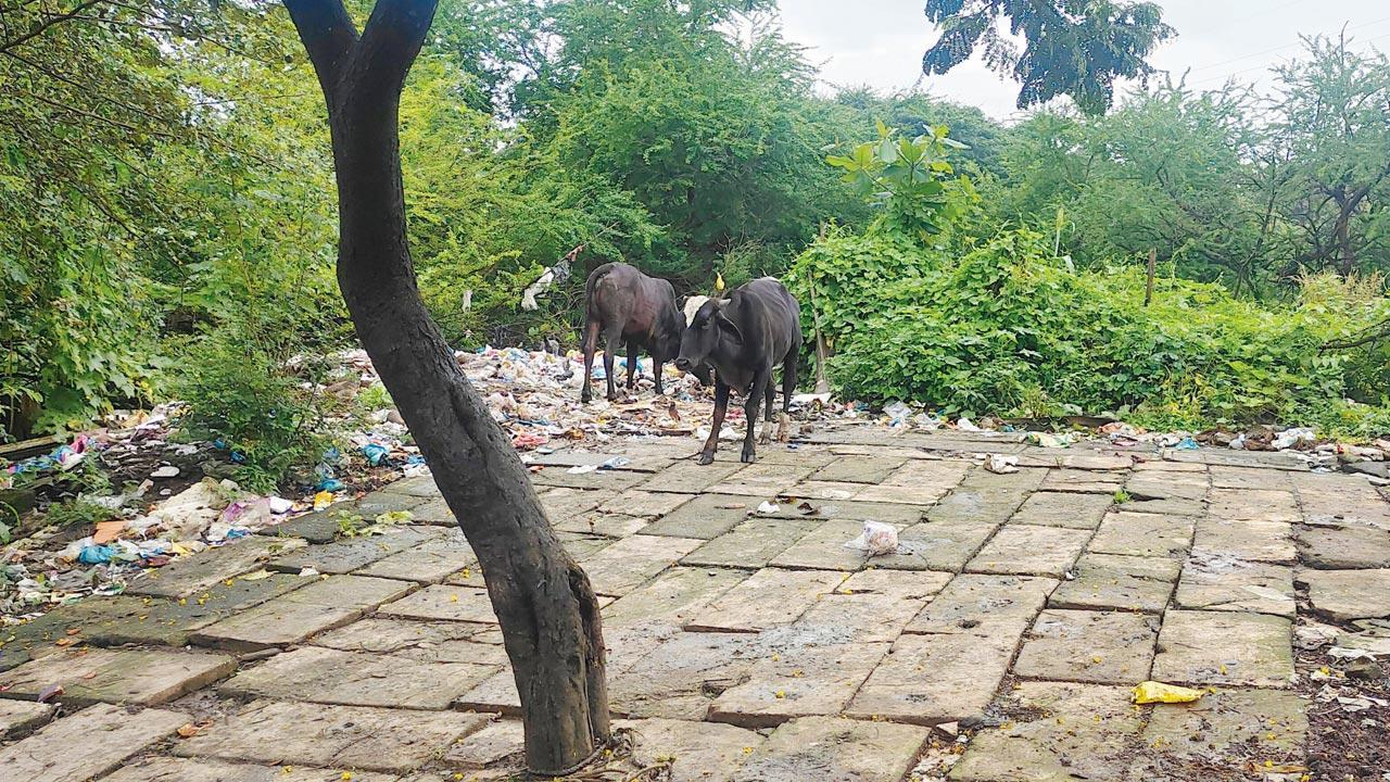 Mumbai: Unvaccinated cows spread panic in Aarey
