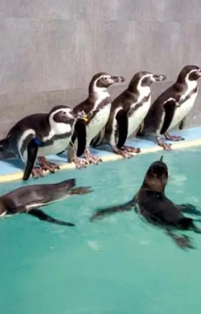 In March 2017, the remaining 7 penguins were put up for public display. This boosted the number of visitors visiting the zoo