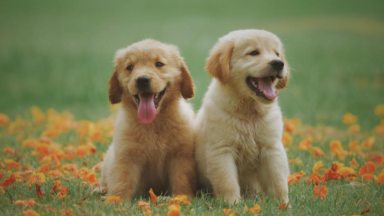 5 Things To Consider When Adopting A Pet