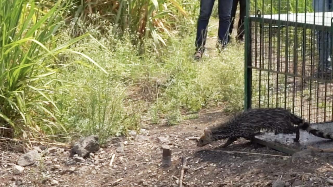 Maharashtra: Forest department rescues Small Indian Civet from Netvad village in Pune
