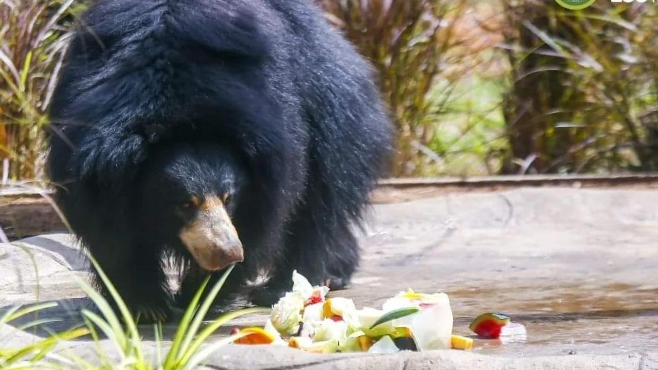 For animals like sloth bears, hippopotamus, elephants, and monkeys, the zoo keepers provide them seasonal fruits like jackfruit and watermelon to eat (Pic/Abhishek Satam)