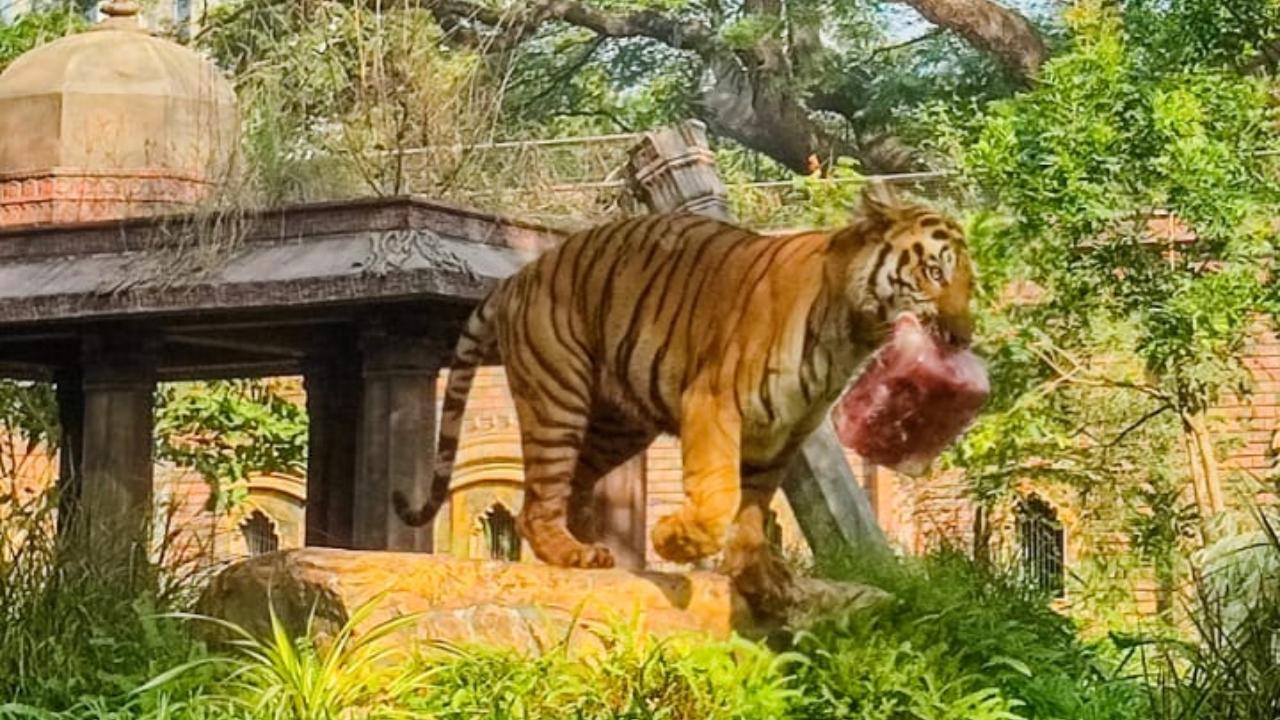 According to the zoo authority, the ice popsicles given to the animals during the summer season are helping them to get through rising temperatures (Pic/Abhishek Satam)