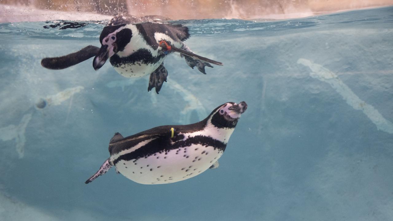 While for the past 15 days, Mumbai has faced water scarcity issues, the zoo was able to provide sufficient water to the animals from the three British-era well situated inside the zoo (Pic/Abhishek Satam)