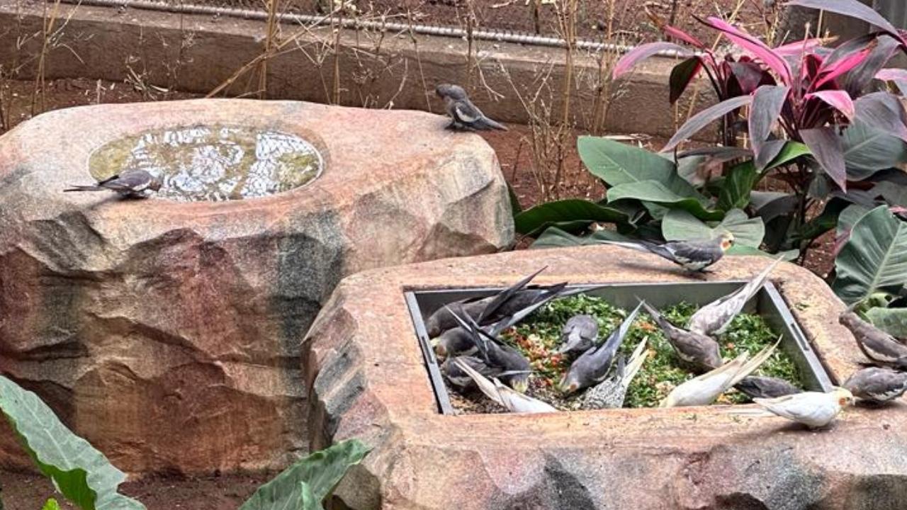 Besides stocking up food according to the animal's diet, a few of the seasonal fruits that grow inside the zoo are given to the animals to eat (Pic/Anagha Sawant)