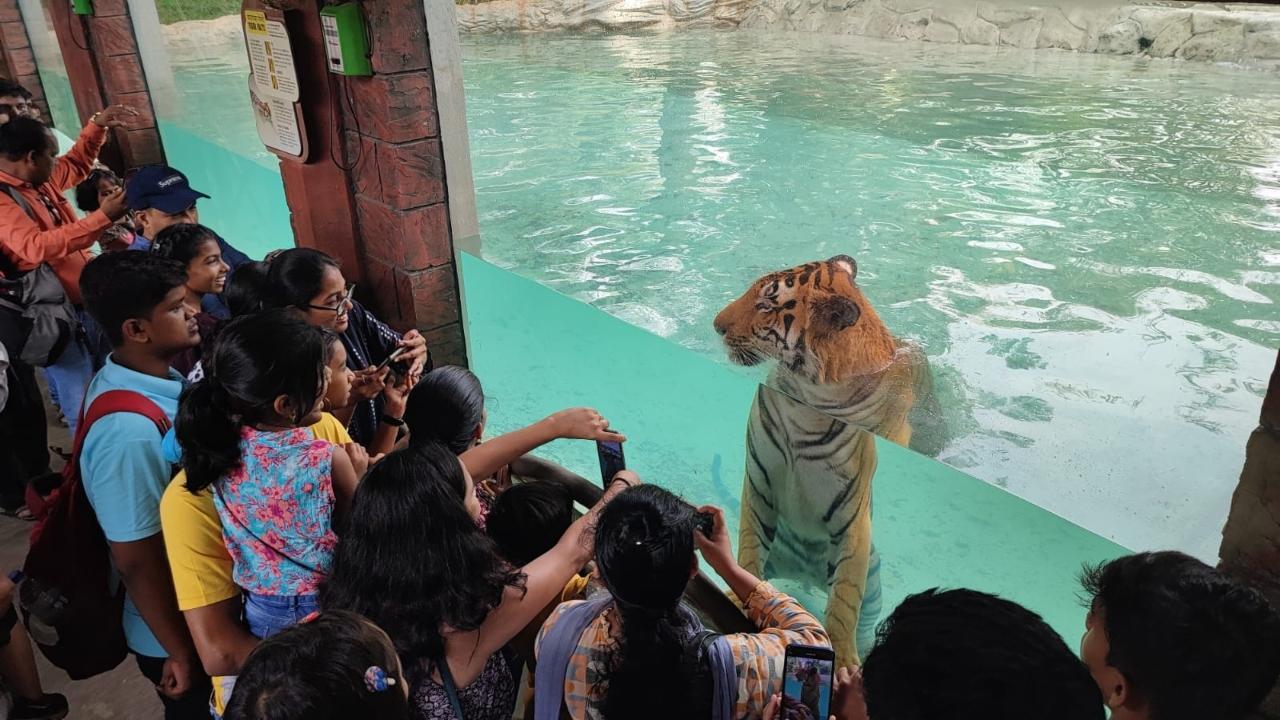 Vistors click photos of tiger in Byculla zoo (Pic/Abhishek Satam)