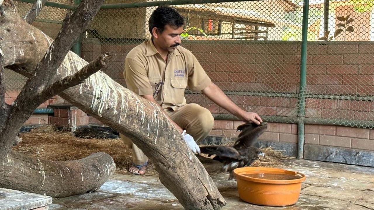 Parched: As Mumbai temperatures soar, dehydrated animals & birds are getting hospitalised