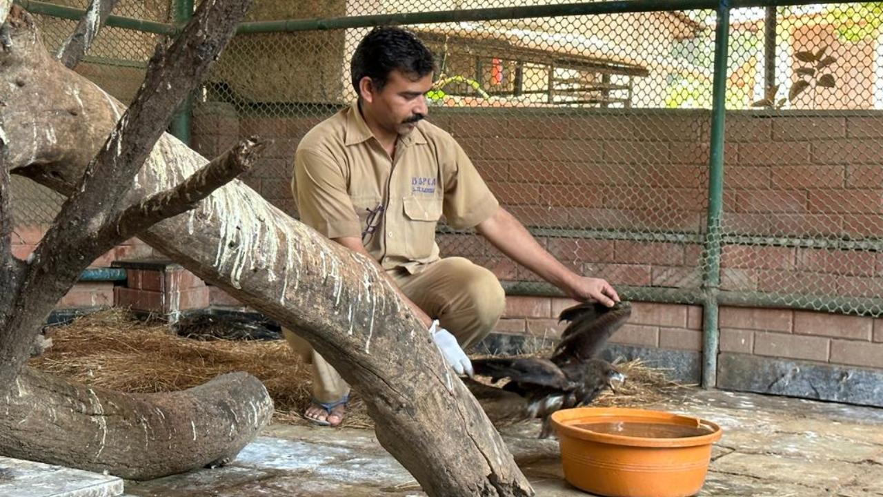 A suburban veterinary hospital in Parel has reported admission of over 30 different animals and birds this week due to dehydration