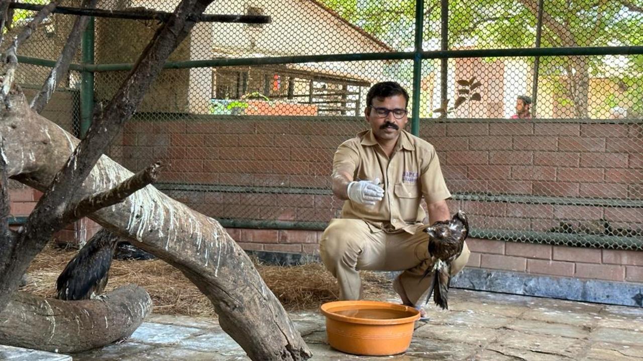 The hospital authorities said that dehydration is a major threat to birds and animals. Meanwhile, the vets say that there has been a 30 to 40 per cent rise in dehydration cases. “Birds are more affected in the summers. Out of the cases, two are turtles, and birds including pigeons, eagles, owls and crows,
