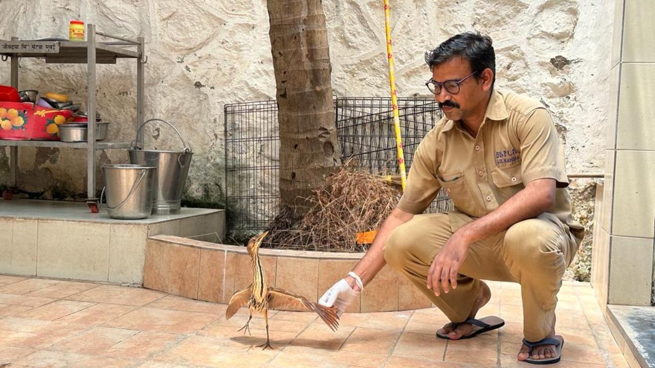 Mayur Dhangar, hospital manager at the Bai Sakarbai Dinshaw Petit Hospital for Animals said, “Due to the loss of body fluids, the birds get dehydrated. In the past three to four days, around 10 to 12 pigeons, three each - crows, owls, parrots, and some eagles have been admitted to the hospital, they are recovering. In most of cases, the birds and animals take 2-3 days to recover. In some cases, they can die too”