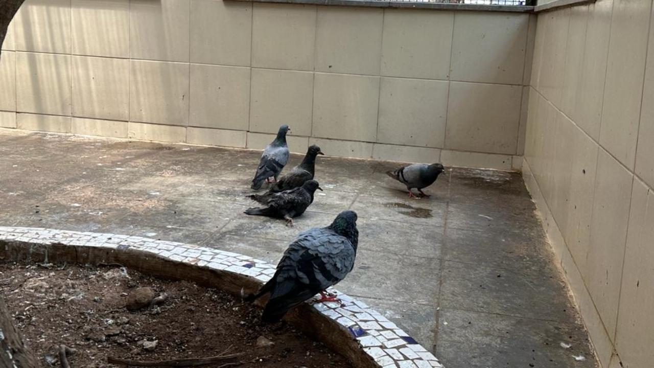 In Mumbai, 70 per cent of the bird population comprises of pigeons and the rest includes crows, kites, owls, koels, parrots and the sea and wetland birds