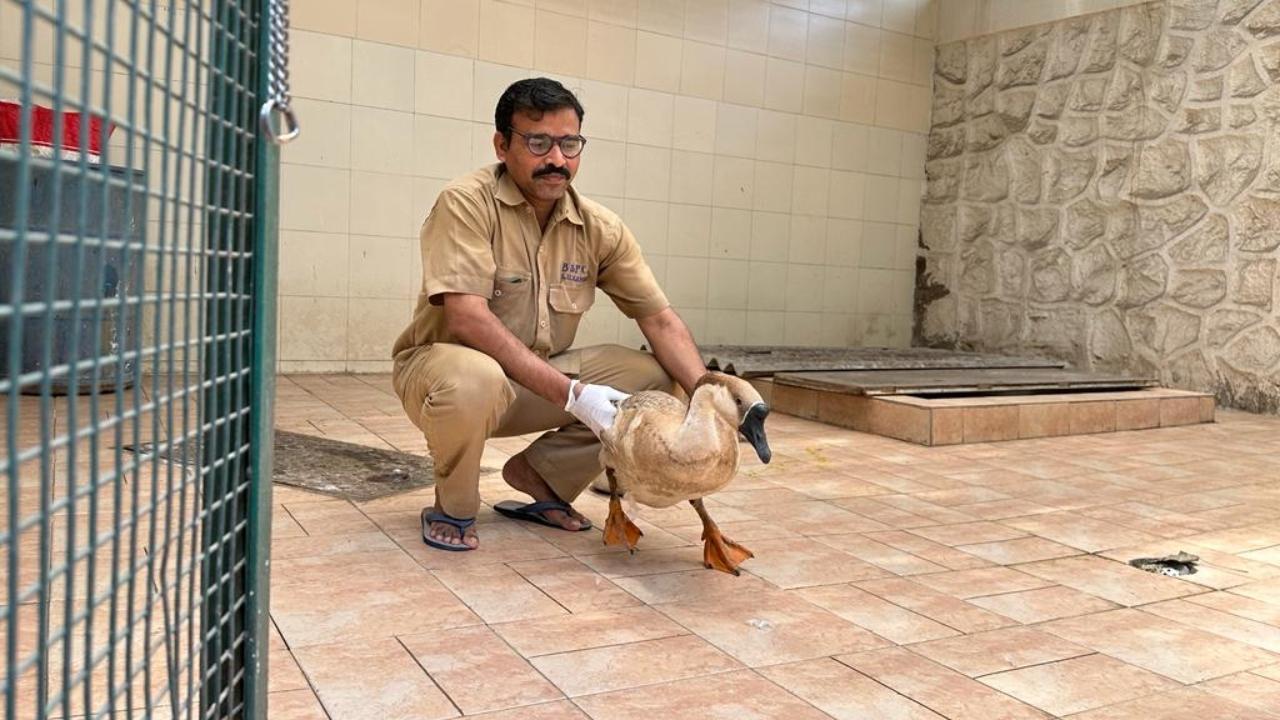 Sanjay Kamble, a helper taking care of bird at the hospital Pic/Anagha Sawant