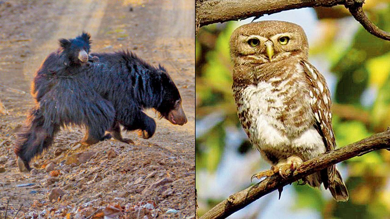 Sloth bears and (right) forest owlets are some rare species in Melghat