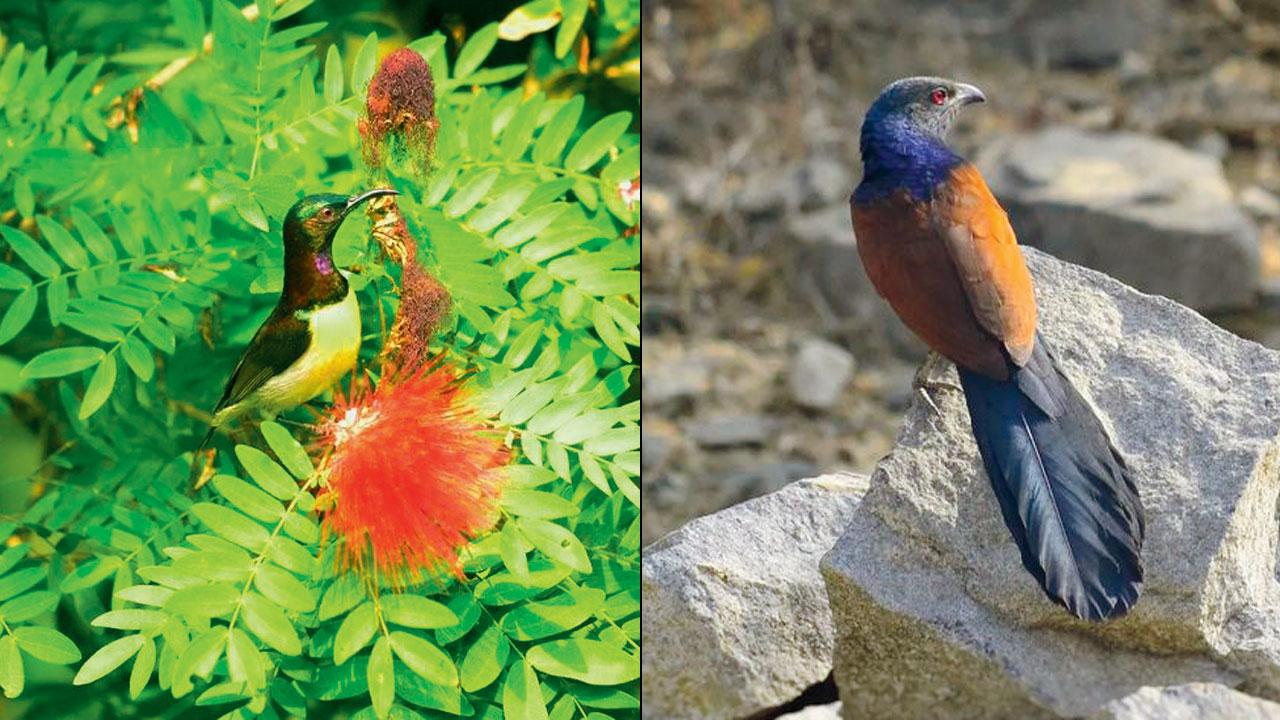 Purple-rumped sunbird; (right) greater coucal. Pics Courtesy/Maharashtra nature park, PRASHANT GOKARANKAR