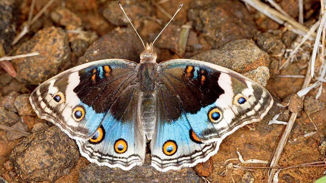 Female butterflies mate 1.5 times on average, despite male shortage