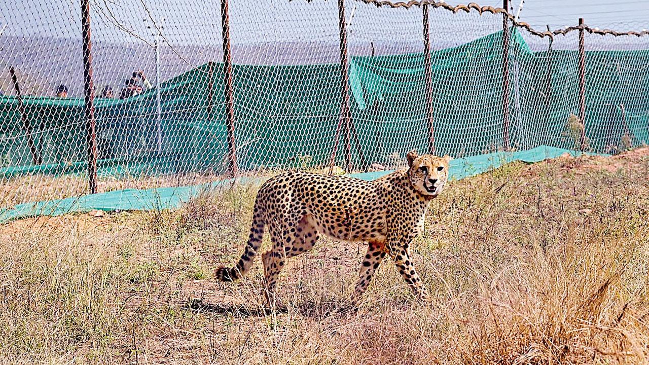 Cheetah who keeps straying out of Kuno put in enclosure